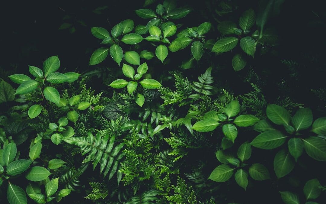 Photo Evergreen Content Ideas